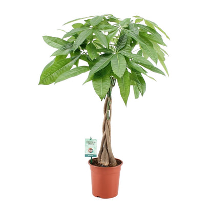 Kamerplant - Pachira Aquatica - Pot Ø 19cm Hoogte ↕ 80cm