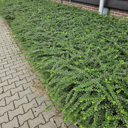 Buitenplant 60x Lonicera nit. 'Maigrün' - Haagplant - Pot Ø 9cm Hoogte ↕ 10-25cm