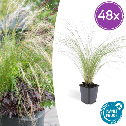 Buitenplant 48x Stipa tenuissima 'Ponytails' - Pot Ø 9cm Hoogte ↕ 10-25cm