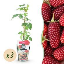 Buitenplant 3x Rubus Tayberry - Winterhard - Pot Ø 9cm Hoogte ↕ onbekend
