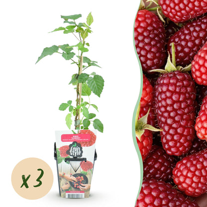 Buitenplant 3x Rubus Tayberry - Winterhard - Pot Ø 9cm Hoogte ↕ onbekend