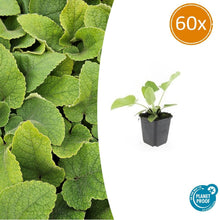 Buitenplant 60x Phlomis russeliana - Vaste Plant - Pot Ø 9cm Hoogte ↕ 10-25cm