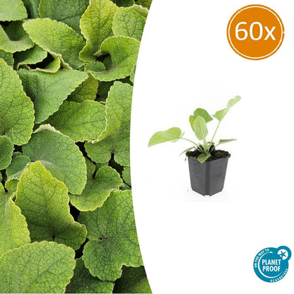 Buitenplant 60x Phlomis russeliana - Vaste Plant - Pot Ø 9cm Hoogte ↕ 10-25cm