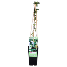 Buitenplant - Lonicera japonica 'Halliana' - Pot Ø 15cm Hoogte ↕ 65cm
