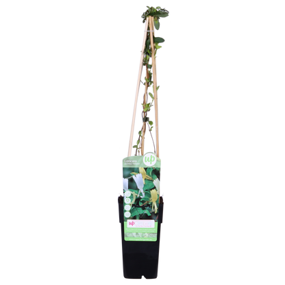 Buitenplant - Lonicera japonica 'Halliana' - Pot Ø 15cm Hoogte ↕ 65cm