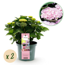 Buitenplant 2x Hydrangea Magical Revolution Pink - Bloeiend - Pot Ø 23cm Hoogte ↕ 55cm