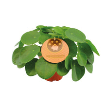 Kamerplant - Pilea Peperomioides - Pot Ø 15cm Hoogte ↕ 30cm