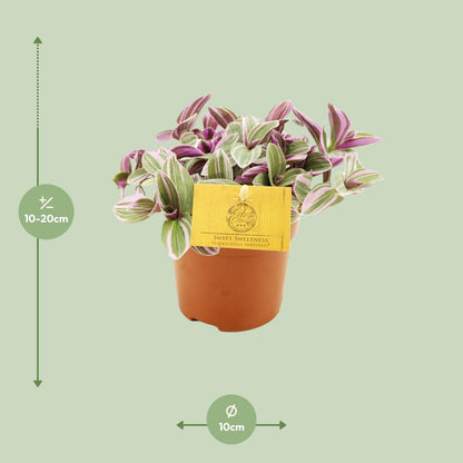 Kamerplant - Tradescantia Sweetness - Pot Ø 10,5cm Hoogte ↕ 10cm