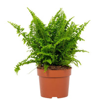 Kamerplant - Nephrolepis Vitale - Pot Ø 12cm Hoogte ↕ 23cm