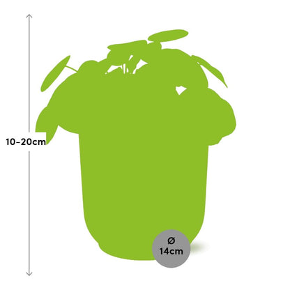 Kamerplant - Pilea Peperomioides - Pot Ø 14cm Hoogte ↕ 12cm