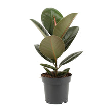 Kamerplant - Ficus Elastica Robusta - Pot Ø 14cm Hoogte ↕ 45cm