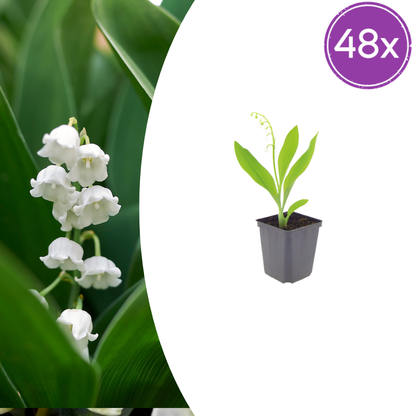 Buitenplant 48x Convallaria majalis - Bloeiend - Pot Ø 9cm Hoogte ↕ 10-25cm