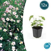 Buitenplant 12x Anemone tomentosa 'Robustissima' - Bloeiend - Pot Ø 9cm Hoogte ↕ 10-25cm