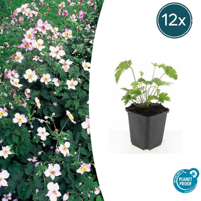 Buitenplant 12x Anemone tomentosa 'Robustissima' - Bloeiend - Pot Ø 9cm Hoogte ↕ 10-25cm
