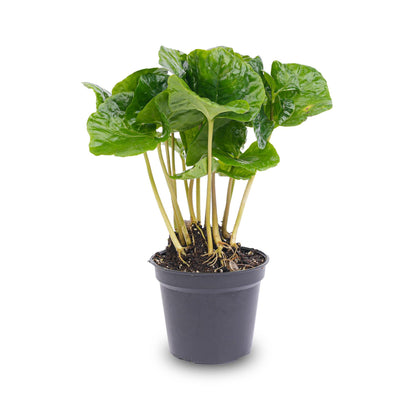 Kamerplant - Coffea Arabica - Pot Ø 6cm