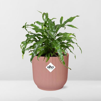 Kamerplant - Microsorum Diversifolium - Pot Ø 14cm