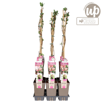 Buitenplant - Lonicera periclymenum 'Belgica' - Bloeiend - Pot Ø 15cm Hoogte ↕ 65cm