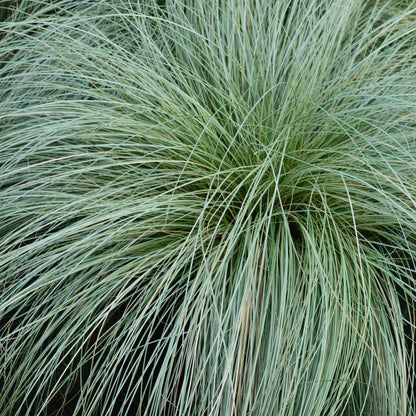 Buitenplant 4x Carex comans 'Frosted Curls' - Bladhoudend - Pot Ø 17cm Hoogte ↕ 50cm