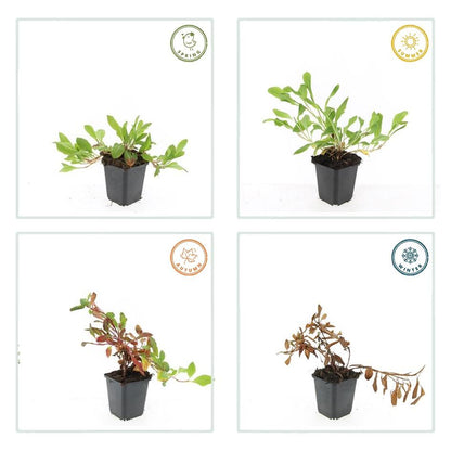 Buitenplant 24x Persicaria aff. 'Darjeeling Red' - Bloeiend - Pot Ø 9cm Hoogte ↕ 10-25cm