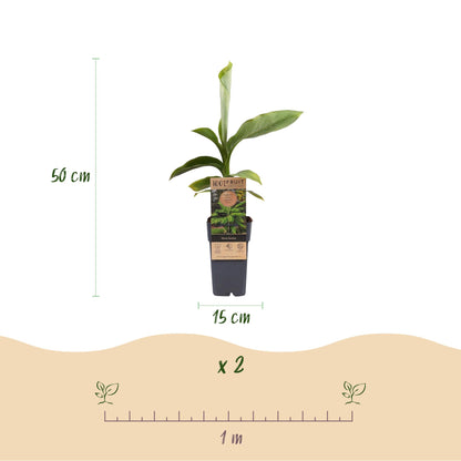 Buitenplant 2x Musa Basjoo - Winterhard - Pot Ø 15cm Hoogte ↕ 50cm