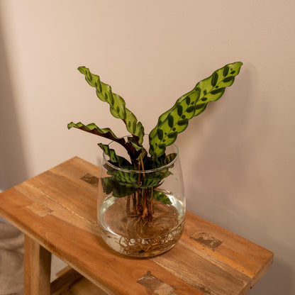 Kamerplant - Calathea Insignis in Kingston glas - Pot Ø 12cm Hoogte ↕ 30cm