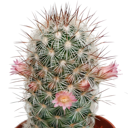Kamerplant 5x Cactus Mix - Bloeiend - Pot Ø 5.5cm