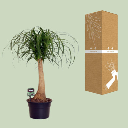 Kamerplant - Beaucarnea Nolina - Pot Ø 23cm Hoogte ↕ 60cm