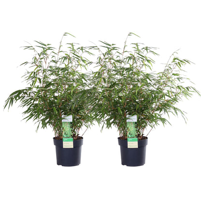 Buitenplant 2x Fargesia rufa - Bamboe - Pot Ø 19cm Hoogte ↕ 60cm