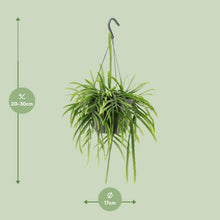 Kamerplant - Lepismium Bolivianum - Pot Ø 17cm Hoogte ↕ 25cm