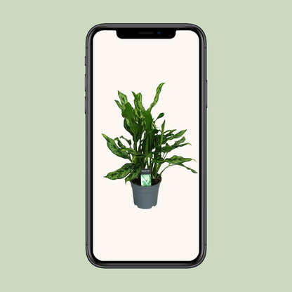 Kamerplant - Aglaonema Maria - Pot Ø 17cm Hoogte ↕ 55cm