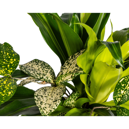 Kamerplant - Mixed Combo - Pot Ø 17cm Hoogte ↕ 55-65cm