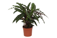 Kamerplant - Calathea Elgergrass - Pot Ø 17cm Hoogte ↕ 70cm