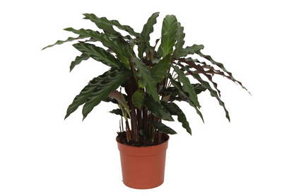 Kamerplant - Calathea Elgergrass - Pot Ø 17cm Hoogte ↕ 70cm