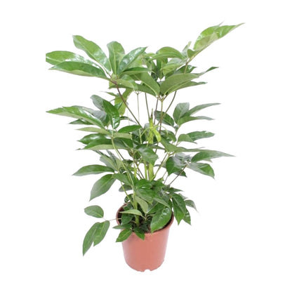 Kamerplant - Schefflera Actinophylla Amate - Pot Ø 24cm Hoogte ↕ 100cm