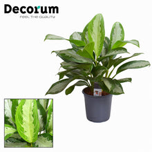Kamerplant - Aglaonema Diamond Bay - Pot Ø 21cm Hoogte ↕ 80cm