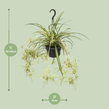 Kamerplant - Chlorophytum Comosum Variegatum - Pot Ø 14cm Hoogte ↕ 55cm