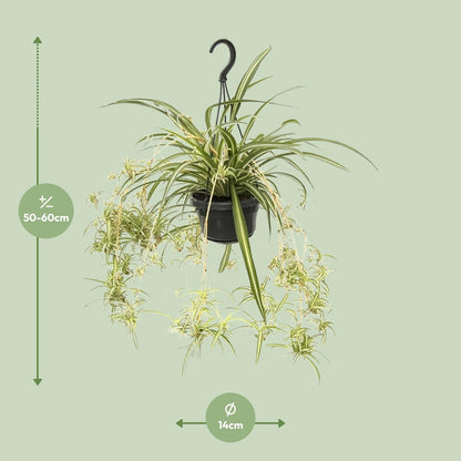 Kamerplant - Chlorophytum Comosum Variegatum - Pot Ø 14cm Hoogte ↕ 55cm