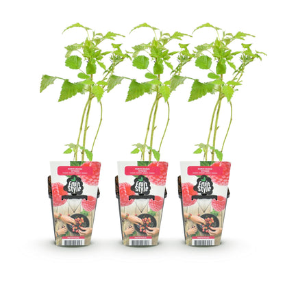 Buitenplant 3x Rubus idaeus 'Ottawa' - Winterhard - Pot Ø 9cm Hoogte ↕ 30cm