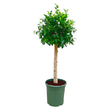 Kamerplant - Ficus Nitida op stam - Pot Ø 30cm Hoogte ↕ 130cm