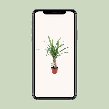 Kamerplant - Yucca - Pot Ø 12cm Hoogte ↕ 50cm