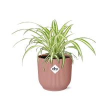 Kamerplant - Chlorophytum Comosum Variegatum - Pot Ø 14cm Hoogte ↕ 25cm
