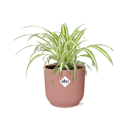 Kamerplant - Chlorophytum Comosum Variegatum - Pot Ø 14cm Hoogte ↕ 25cm