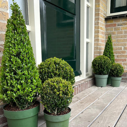 Buitenplant - Ilex Piramide - Pot Ø 21cm Hoogte ↕ 55cm