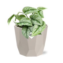 Kamerplant - Scindapsus Pictus 'Trebie' - Hangplant - Pot Ø 14cm