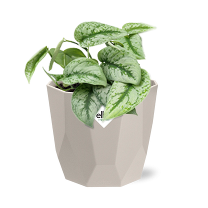 Kamerplant - Scindapsus Pictus 'Trebie' - Hangplant - Pot Ø 14cm