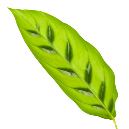 Kamerplant - Calathea Leopardina - Pot Ø 12cm Hoogte ↕ 35cm
