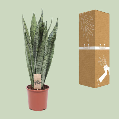 Kamerplant - Sansevieria Zeylanica - Pot Ø 17cm Hoogte ↕ 70cm