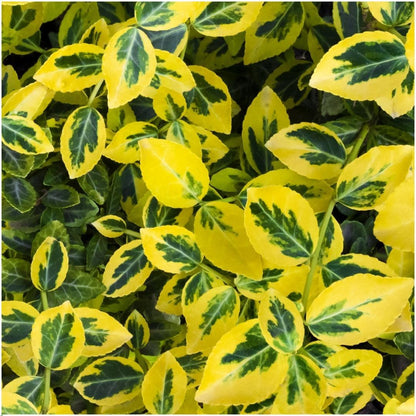 Buitenplant 6x Euonymus fortunei 'Emerald Gold' - Winterhard - Pot Ø 9cm Hoogte ↕ 10-25cm