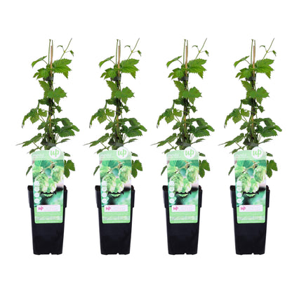 Buitenplant 4x Humulus lupulus 'Nordbrau' - Snelgroeiende klimplant, hopplant - Pot Ø 15cm Hoogte ↕ 65cm