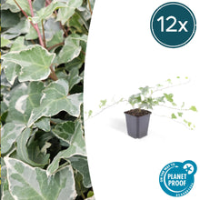 Buitenplant 12x Hedera helix 'Glacier' - Pot Ø 9cm Hoogte ↕ 10-25cm
